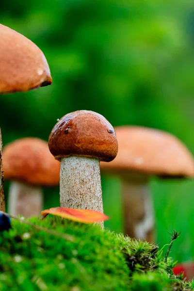 Mushrooms in the moss — Stock Photo, Image