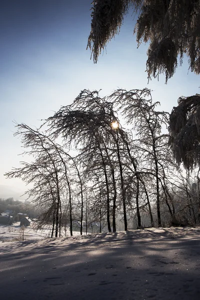 Arbres d'hiver dans les montagnes Beskid, Pologne — Photo