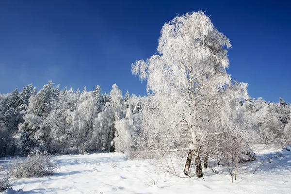 Árboles de invierno en las montañas Beskid, Polonia — Foto de Stock