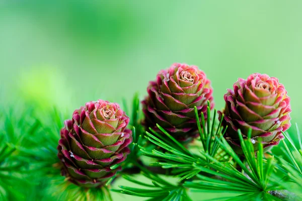 Ramo de larício com cones Imagem De Stock