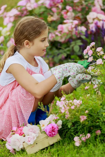 Розовый сад - красивая девушка стрижет деревья в саду — стоковое фото