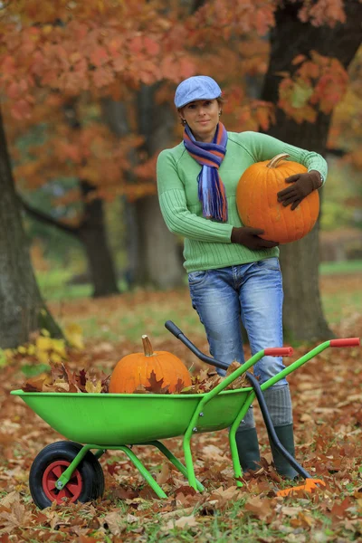 Automne dans le jardin - récolte de citrouilles — Photo