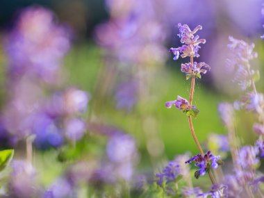 Bitkisel Bahçe - çiçekli Bahçe otlar
