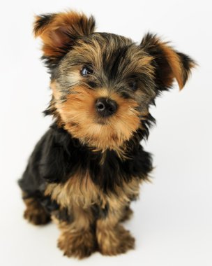 Yorkshire terrier - sevimli köpek yavrusu portresi