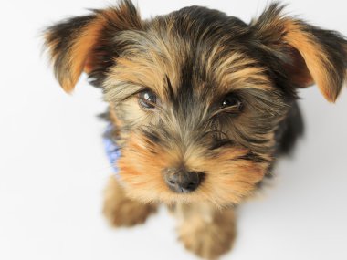 Yorkshire terrier - sevimli köpek yavrusu portresi