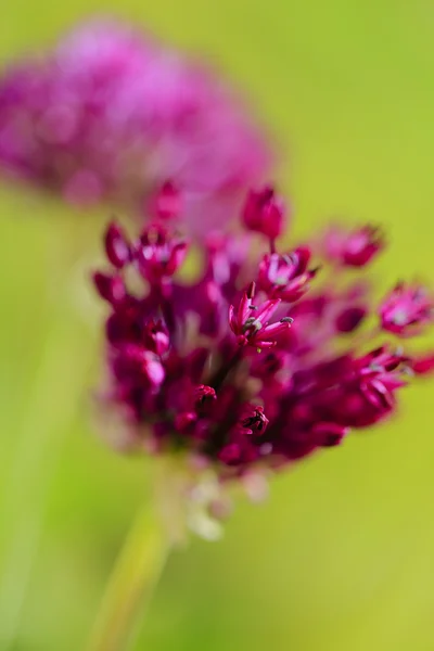 Травяной сад - цветущий чеснок в саду — стоковое фото