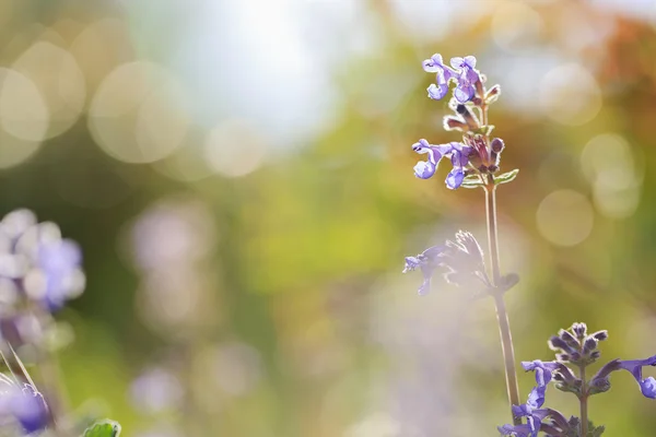 Jardín de hierbas - hierbas con flores en el jardín —  Fotos de Stock