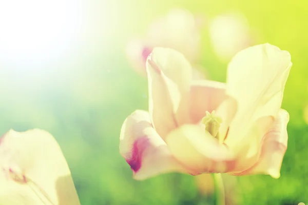 Zahrada na jaře - kvetoucí tulipány — Stock fotografie