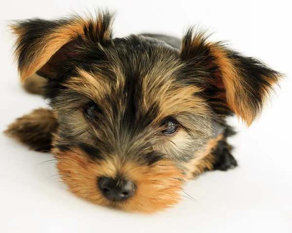 Yorkshire terrier - sevimli köpek yavrusu portresi — Stok fotoğraf