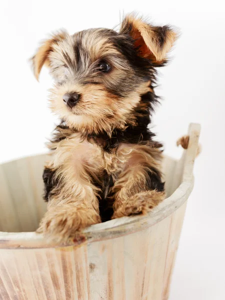 Yorkshire terrier - portré egy aranyos kiskutya — Stock Fotó