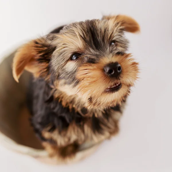 Yorkshire terrier - sevimli köpek yavrusu portresi — Stok fotoğraf