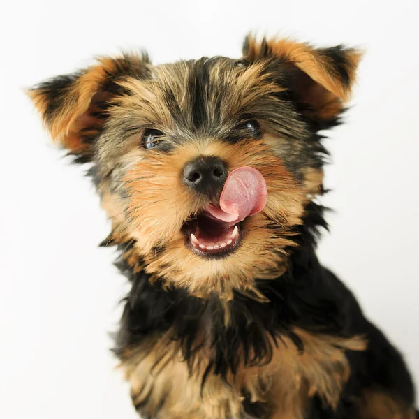 约克夏犬-可爱的小狗的肖像 — 图库照片
