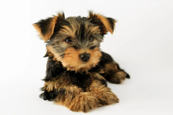 Jorkšírský teriér - portrét roztomilé štěně — Stock fotografie