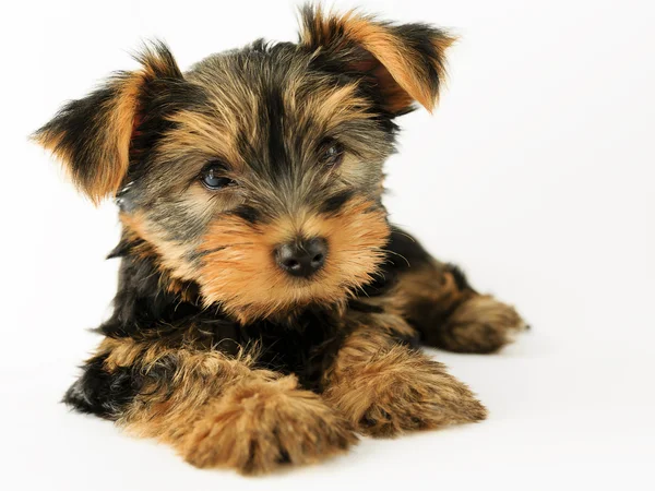 Yorkshire terrier - portretul unui cățeluș drăguț — Fotografie, imagine de stoc