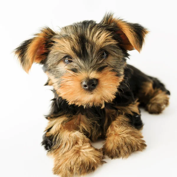 Yorkshire terrier - portré egy aranyos kiskutya — Stock Fotó