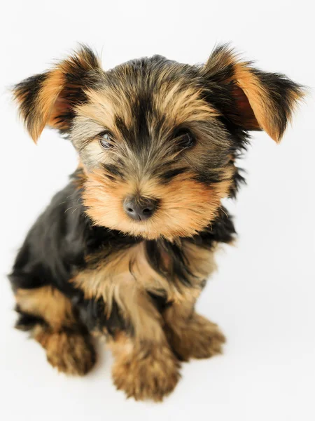 ヨークシャー テリアかわいい子犬の肖像画 — ストック写真