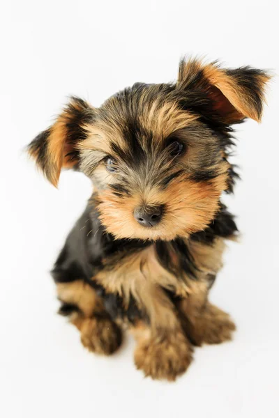 Yorkshire terrier - sevimli köpek yavrusu portresi — Stok fotoğraf