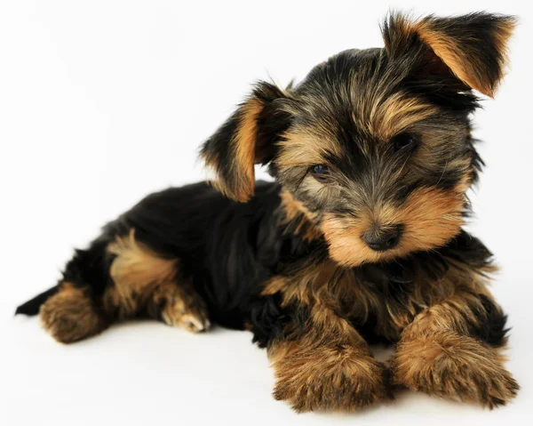 Yorkshire terrier - sevimli köpek yavrusu portresi — Stok fotoğraf