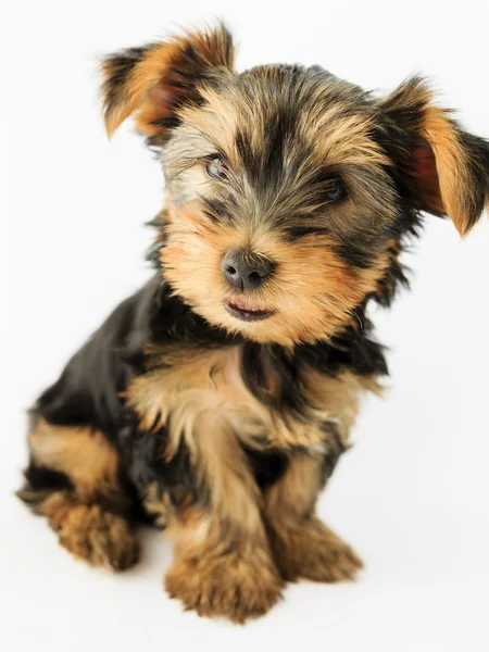 Yorkshire terrier - portretul unui cățeluș drăguț — Fotografie, imagine de stoc