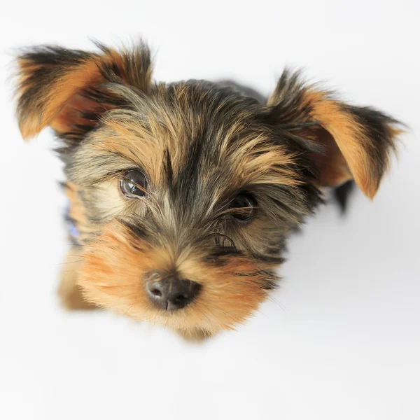 Yorkshire terrier - portretul unui cățeluș drăguț — Fotografie, imagine de stoc