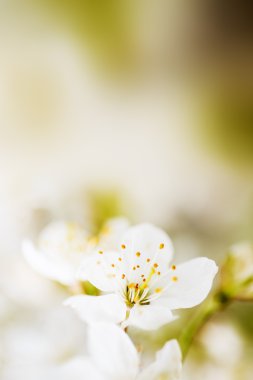 Bahar çiçek - çiçek açan ağaç