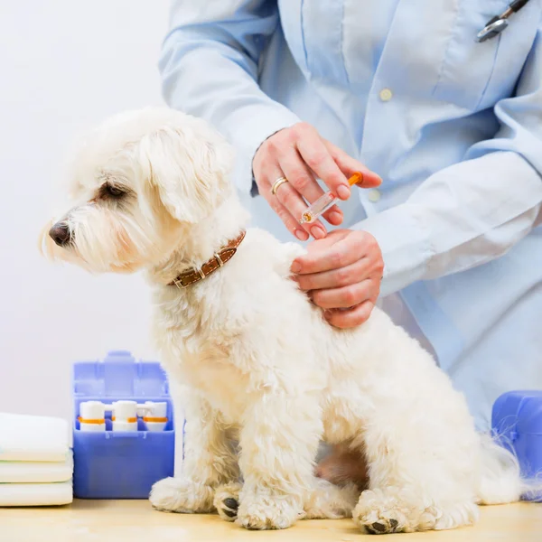 Tratamento veterinário - vacinar o cão maltês — Fotografia de Stock