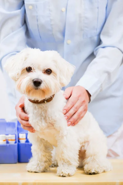 Veterinary treatment - lovely Maltese dog and friendly veterinar — Stock Photo, Image