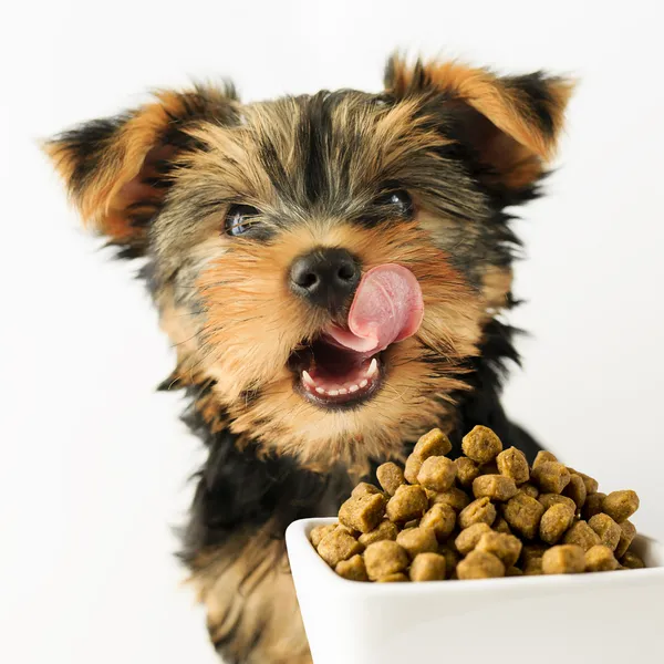 Yorkshire cachorro comer un sabroso alimento para perros —  Fotos de Stock