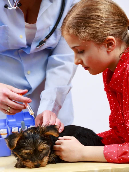 Veterinär behandling - vaccinera den yorkshire hundvalp — Stockfoto