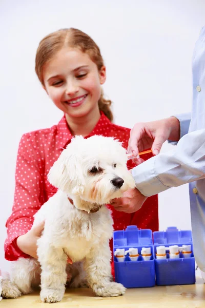 Tratamento veterinário - vacinar o cão maltês — Fotografia de Stock