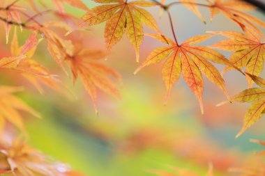 Sonbahar Yaprakları