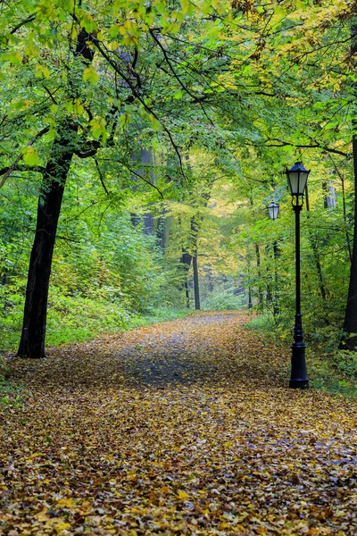 Sonbahar aylarında puslu park — Stok fotoğraf