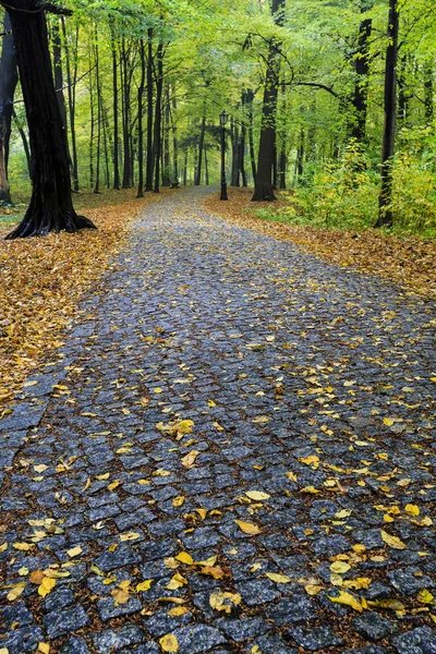 Autumn in misty park — Stock Photo, Image