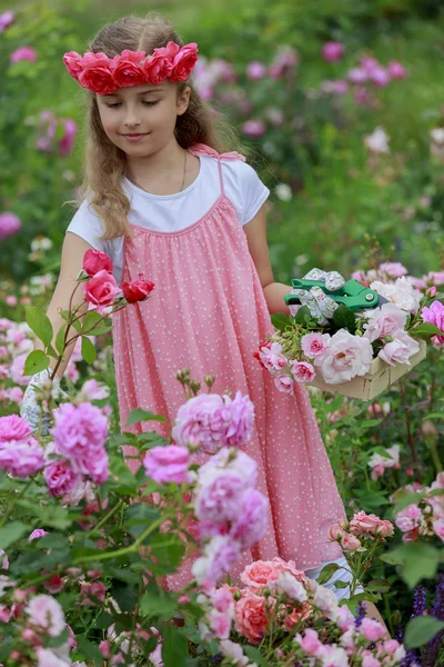 Rosenträdgården - vacker flicka skära rosor i trädgården — Stockfoto