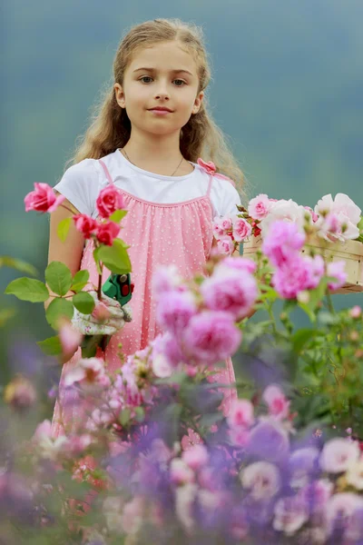 Rose garden - beautiful girl cutting roses in the garden — Stock Photo, Image
