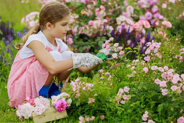 Rosengarten - schönes Mädchen schneidet Rosen im Garten — Stockfoto