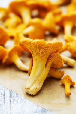 Cantharellus cibarius - taze Cantharellus cibarius mantar