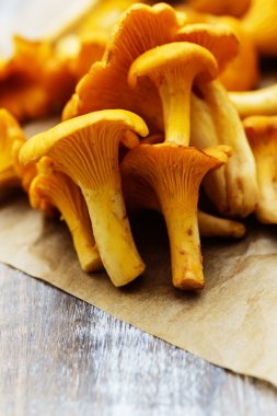Cantharellus cibarius - bir masaya taze Cantharellus cibarius mantar