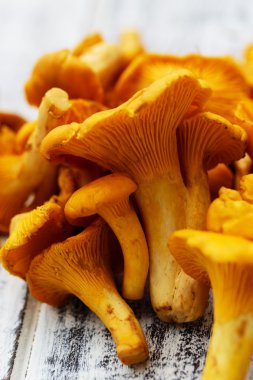Cantharellus cibarius - taze Cantharellus cibarius mantar