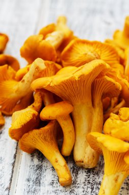 Cantharellus cibarius - taze Cantharellus cibarius mantar