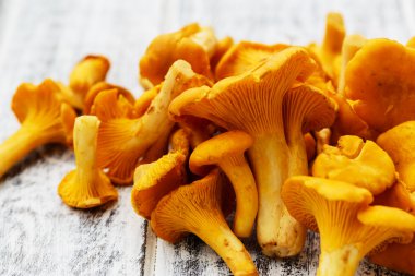 Cantharellus cibarius - taze Cantharellus cibarius mantar