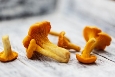 Cantharellus cibarius - taze Cantharellus cibarius mantar