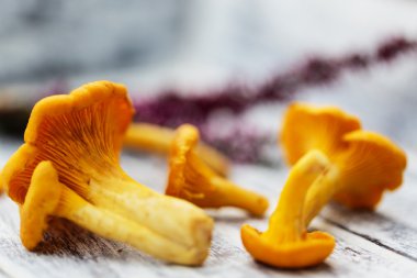 Cantharellus cibarius - taze Cantharellus cibarius mantar