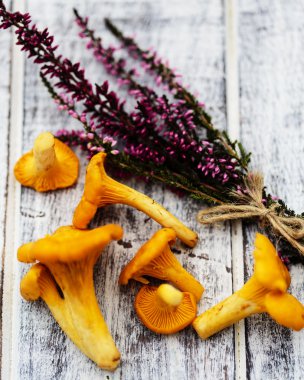 Cantharellus cibarius - taze Cantharellus cibarius mantar