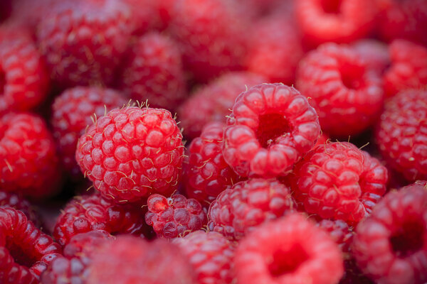 Raspberry, fruits - fresh raspberries from garden