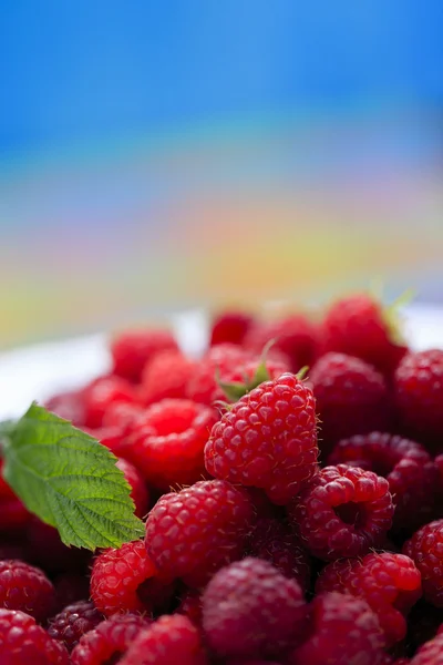 Frambuesas, frutas - frambuesas frescas del jardín —  Fotos de Stock