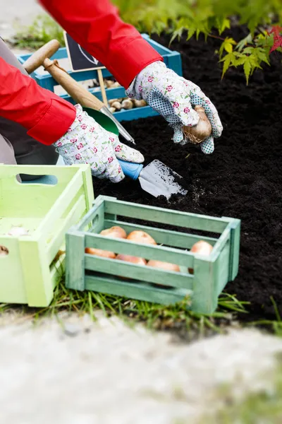 Jardinagem, plantio, flores bulbos - mulher plantando bulbos tulipa — Fotografia de Stock