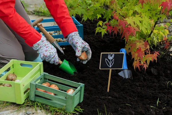 Jardinagem, plantio, flores bulbos - mulher plantando bulbos tulipa — Fotografia de Stock