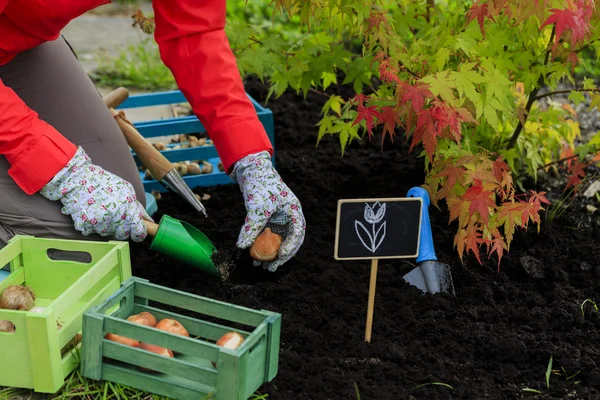 Jardinagem, plantio, flores bulbos - mulher plantando bulbos tulipa — Fotografia de Stock