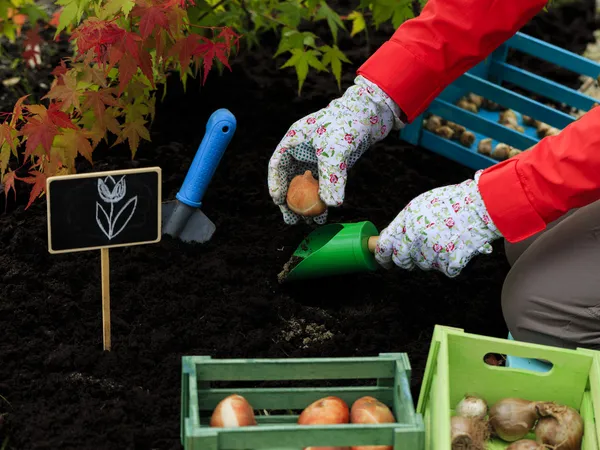 Gartenarbeit, Bepflanzung, Blumenzwiebeln - Frau pflanzt Tulpenzwiebeln — Stockfoto